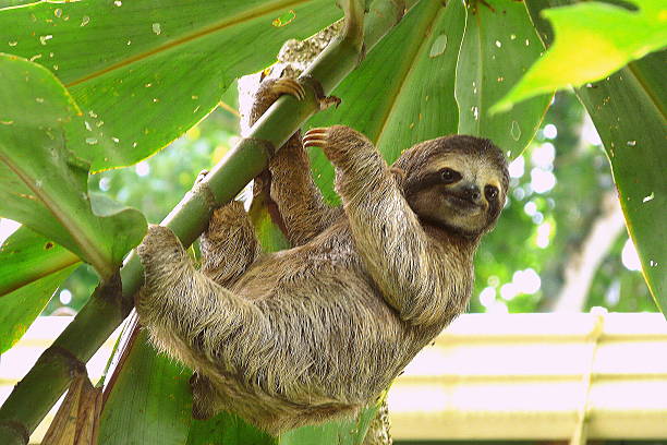 image of sloth